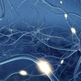 nerve-regeneration-960x600-1 (1)