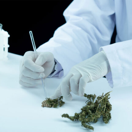 Medical-Marijuana