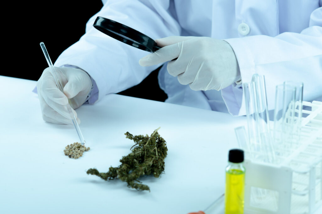 Safety and Responsibility in Medical Cannabis Use