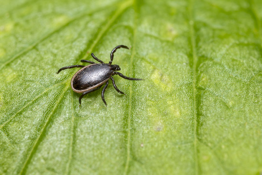 lyme disease tick